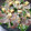 ゴマのすけ's cooksnap of when they made ほうれん草と生ハムのサラダ.