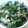 ちおゆか's cooksnap of when they made 大根の葉とツナのちゃちゃっと炒め.
