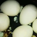 まりも274's cooksnap of when they made キャラ弁に♡失敗しないうずらのゆで卵♡.