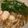 あみあみぬいぬい's cooksnap of when they made ささ身ときのこのわさびあん.