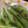 ハート形ウイルス's cooksnap of when they made ソラマメのそのまんま焼き.