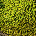 マーチャマ♪'s cooksnap of when they made 山椒の実を冷凍保存.