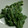 tanzanite's cooksnap of when they made こごみのゴマ和え.
