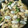 ことかなる's cooksnap of when they made あさりとキャベツの蒸し煮.