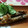 ミルソラスパーキー's cooksnap of when they made ししゃも☆南蛮漬け.