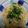 クックJVF80N☆'s cooksnap of when they made サーモンの味噌クリームタリアテッレ.