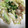 あつぽにんぐ's cooksnap of when they made イカとキャベツのマヨ醤油炒め.