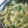 ☆しいたんママ☆'s cooksnap of when they made 手羽元と大根と水菜の煮物.