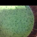 クック785ZBI☆'s cooksnap of when they made ミキサーで簡単♪ほうれん草のスープ☆.