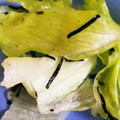 blackきのこ's cooksnap of when they made レタスともみのりのサラダ.