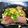 keiO3's cooksnap of when they made ハマチの中華風お刺身.