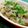 yukitarooo's cooksnap of when they made 豚軟骨の味噌煮込み.