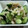 ひとみですが's cooksnap of when they made 箸が止まらない♪鶏皮きゅうり.