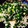 Buhichef's cooksnap of when they made しらすtoネギ.