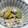 Mizu＊kichi's cooksnap of when they made 簡単！空豆とやわらかむね肉の黒ゴマ和え.