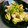 にーーーな's cooksnap of when they made 揚げ長芋とさやえんどうの炒めもの.