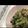かおりんぱんだ's cooksnap of when they made レタス大量消費☆豚とレタスのめんつゆ炒め.