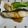 PUGｓ's cooksnap of when they made 目鯛のムニエル　.