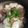 ふたくちおんな's cooksnap of when they made 牛すじとかぶの煮もの.