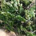 食べたい食いしんぼう's cooksnap of when they made こしあぶらとうどの天ぷら.