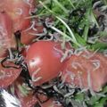 iomanma's cooksnap of when they made １分で出来る！美味しいトマトサラダ.