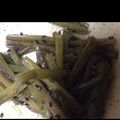クック785ZBI☆'s cooksnap of when they made 簡単... ふきのキンピラ.