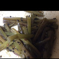 クック785ZBI☆'s cooksnap of when they made 簡単... ふきのキンピラ.