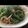 咲いた咲いた♪'s cooksnap of when they made 副菜ピーマンもやし.