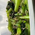 コマンチカン's cooksnap of when they made 簡単☆小松菜とじゃこのポン酢和え.