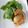 KAZん's cooksnap of when they made 焼いてからめるだけ♪ホタテの照り焼き.