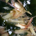 ぶーことぶーた's cooksnap of when they made ☆長芋・ワカメ・みょうがの簡単涼味☆.
