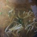 クックXHDI1K☆'s cooksnap of when they made ビタミンたっぷり 春菊のお味噌汁.