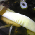 kaopomme♪'s cooksnap of when they made たけのことワカメのお吸い物♪.