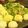 食いしんboys's cooksnap of when they made たこ焼き器で♪楽しく美味しいチヂミ.