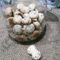 ﾋﾞﾋﾞﾏﾏ's cooksnap of when they made ノンバター簡単ゴマのころころクッキー.