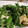 mi◎kitchen's cooksnap of when they made まろやかな♪菜の花の和え物.