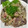 yoshiko613's cooksnap of when they made かつおのたたきの美味しい組み合わせ.