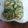 palemoon's cooksnap of when they made 簡単！胡瓜の浅漬け風サラダ.
