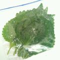 こはる太郎's cooksnap of when they made 超簡単に長持ちする保存法◆大葉.