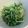 mayumuni's cooksnap of when they made ✿一番好き❀水菜の食べ方✿超簡単♪♪.