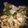 クックP1GH6B☆'s cooksnap of when they made 豚バラとピーマンの炒め物♪.
