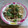 mamico_ole's cooksnap of when they made 新玉ねぎと青じその棒々鶏風冷奴.