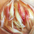 ＠アプリコット's cooksnap of when they made みょうがの甘酢漬け.