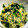 にゃ〜★'s cooksnap of when they made 簡単・本格！もやしナムル.