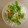 UMAe's cooksnap of when they made 香菜ともやしの中華風甘酢和え.
