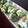 ハミィ's cooksnap of when they made お洒落な生春巻きサラダ♪.