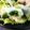 クック7XE43C☆'s cooksnap of when they made 新玉ねぎとスモークチキンの生春巻き.