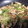 クックDAPWAN☆'s cooksnap of when they made 豚肉とレタスの中華炒め.