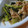 どないすんねん's cooksnap of when they made 豚肉と小松菜のオイスターソース炒め.