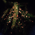 くん55's cooksnap of when they made 簡単いんげんの胡麻和え☆.